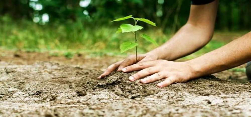 Dali residents plant trees to protest asphalt factory