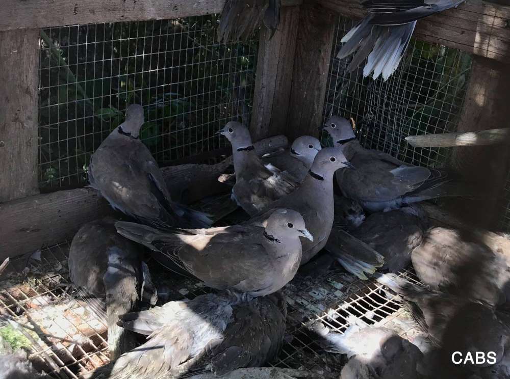 Bird protection NGO says spring illegal trapping at historic low