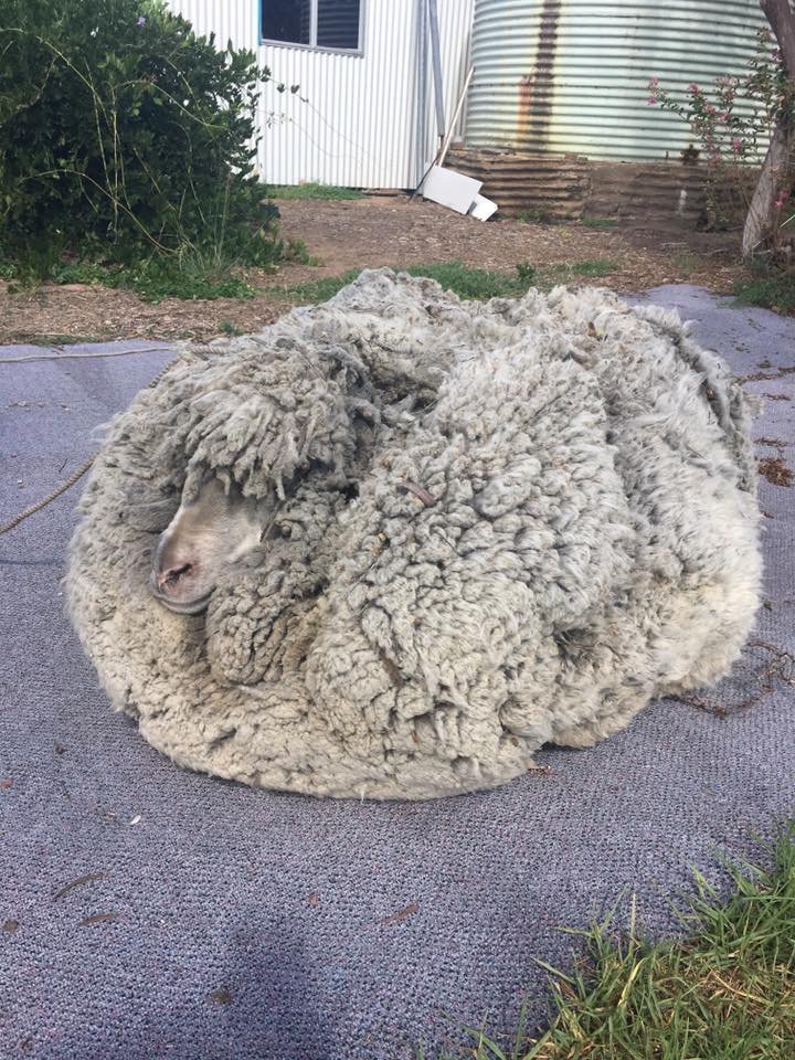 Shaggy sheep shorn of massive fleece in Australia