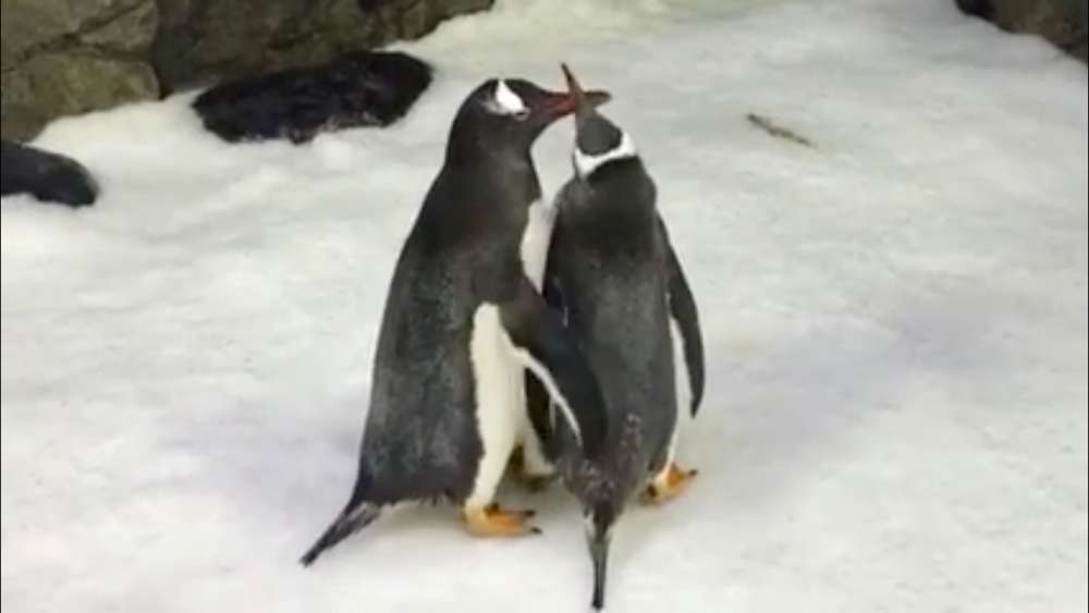 Same-sex penguin couple incubate egg at Sydney aquarium