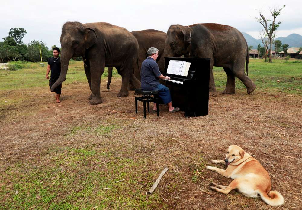 Classical piano soothes old elephants at Thai sanctuary
