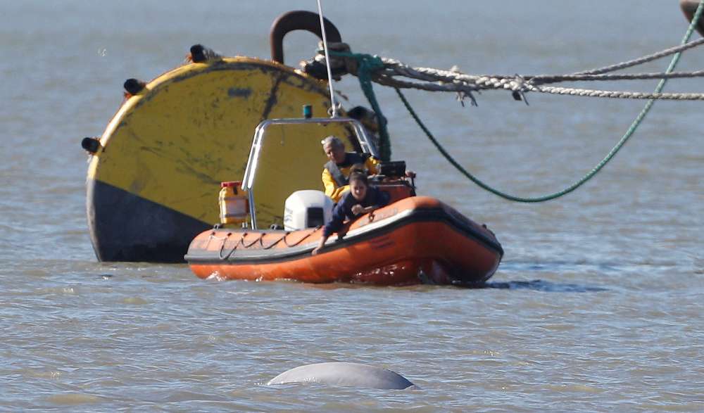 'Benny the Beluga' facing Christmas in the Thames far from home