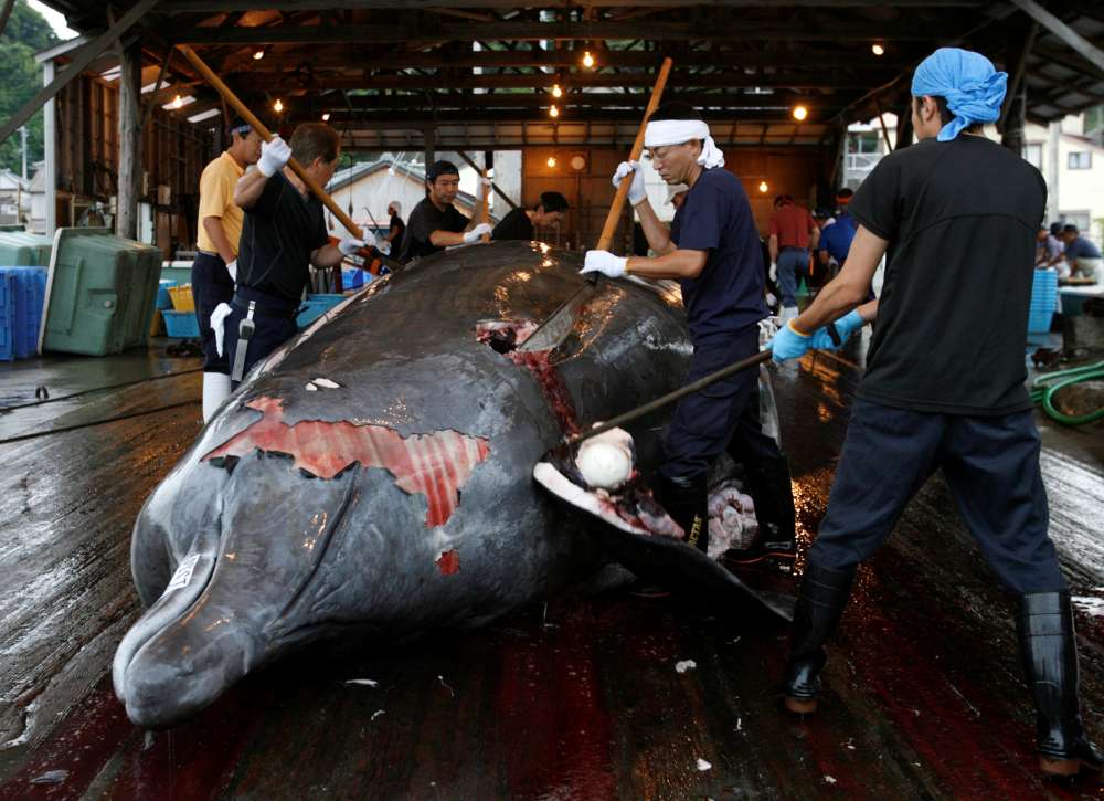 Japan to withdraw from International Whaling Commission