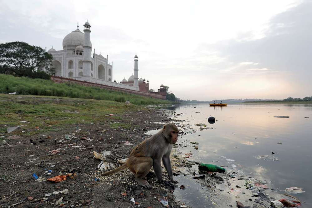 Taj Mahal police take aim at marauding monkeys with slingshots
