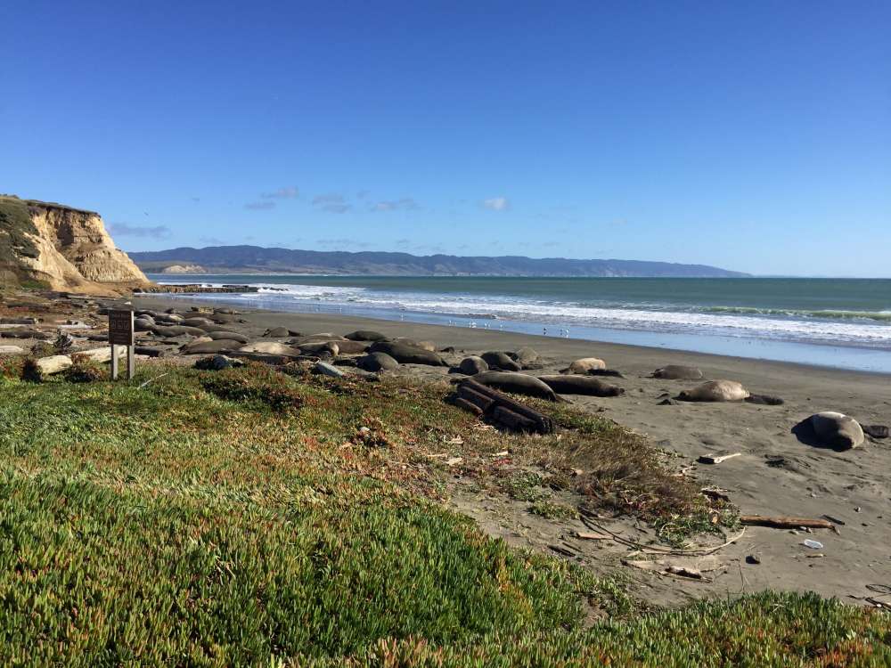 Elephant seals take over California beach during U.S. shutdown