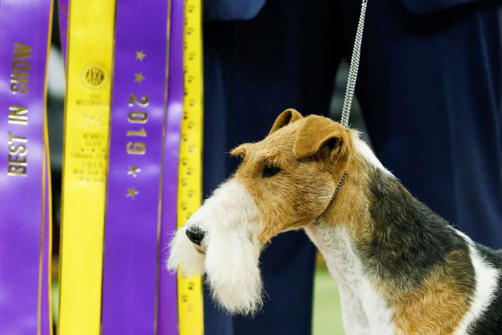 King the wire fox terrier wins crown at Westminster dog show in New York