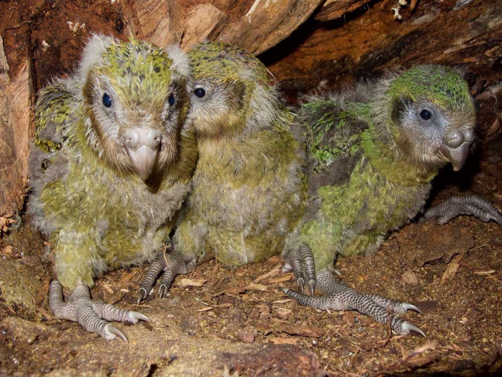 Endangered New Zealand Kakapo population boosted by record number of chicks