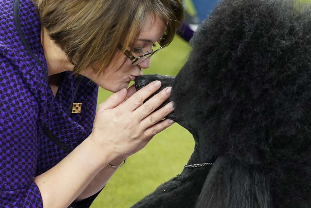 Standard poodle crowned top dog in finale of Westminster Kennel Club show