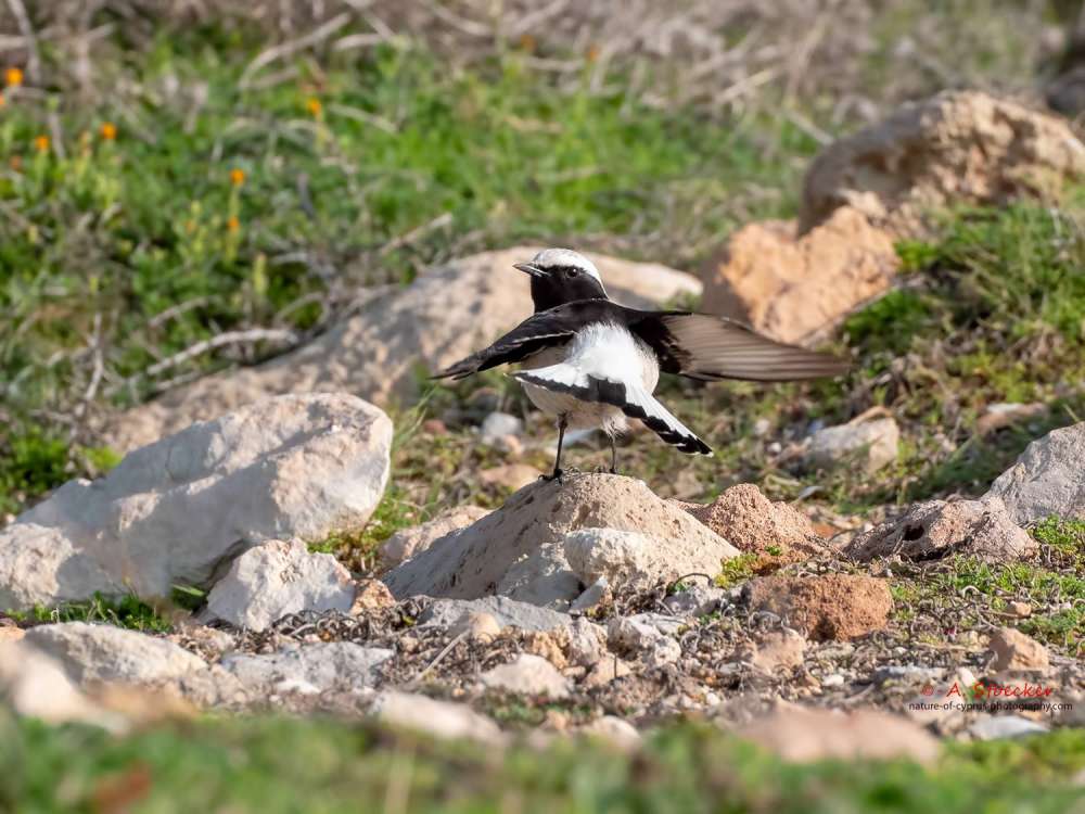 Birdlife Cyprus: A rare Mourning Wheatear was spotted in Cyprus