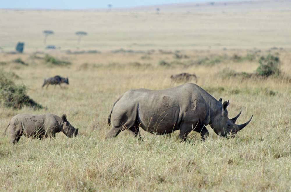 Rare black rhinos relocated to Tanzania in Serengeti repopulation plan