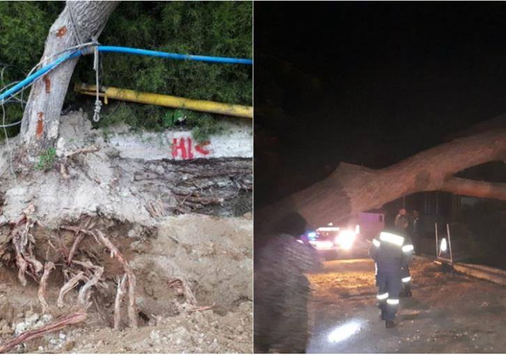 Nicosia: Pine tree collapses following digging from private company (photos)