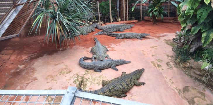State considers legal action against company over crocodile park