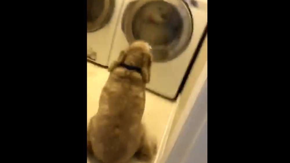 Dog watches washing machine while favourite stuffed bear being washed (video)