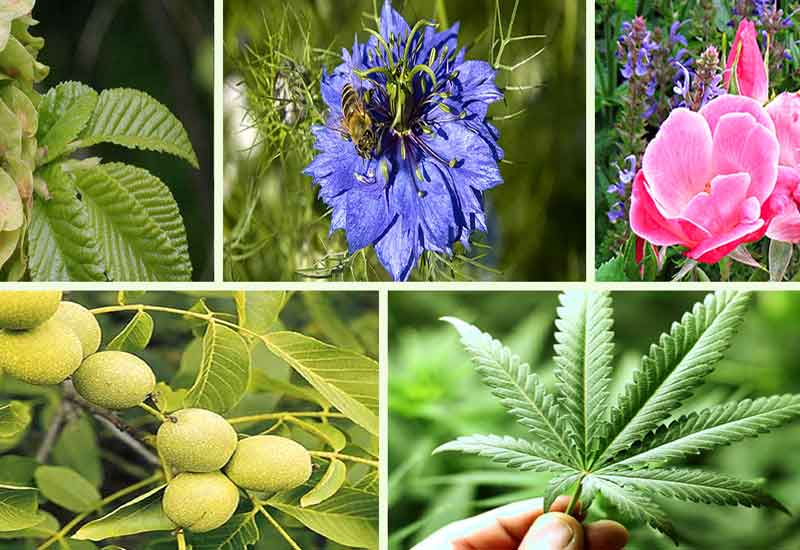 Aromatic & Healing Herbs of Cyprus 2019