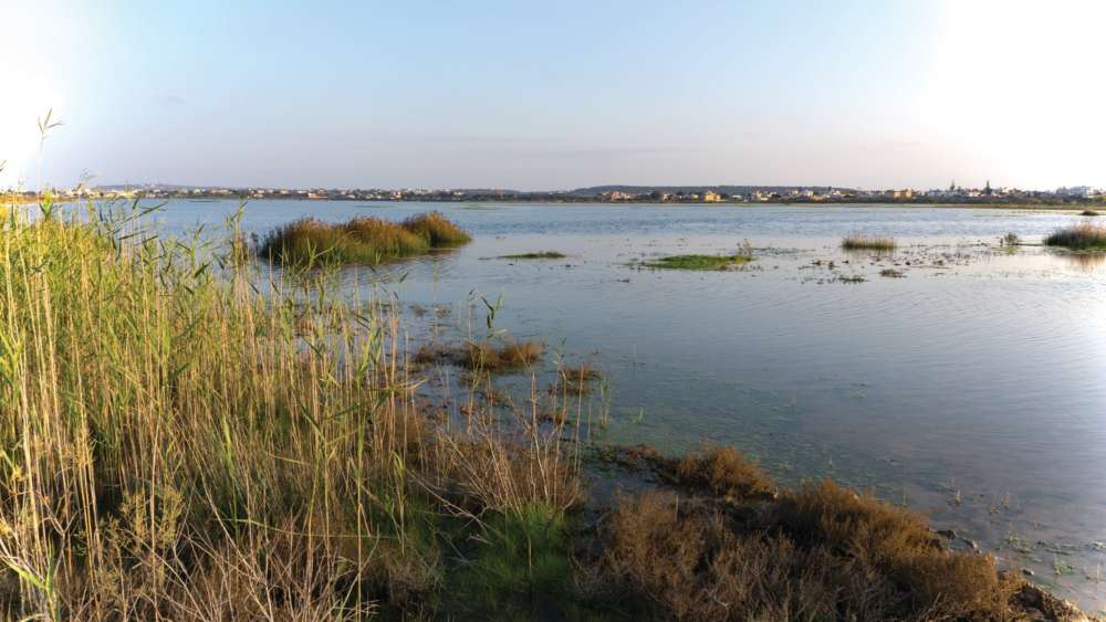 BirdLife Cyprus sound alarm over loss of water at Paralimni lake