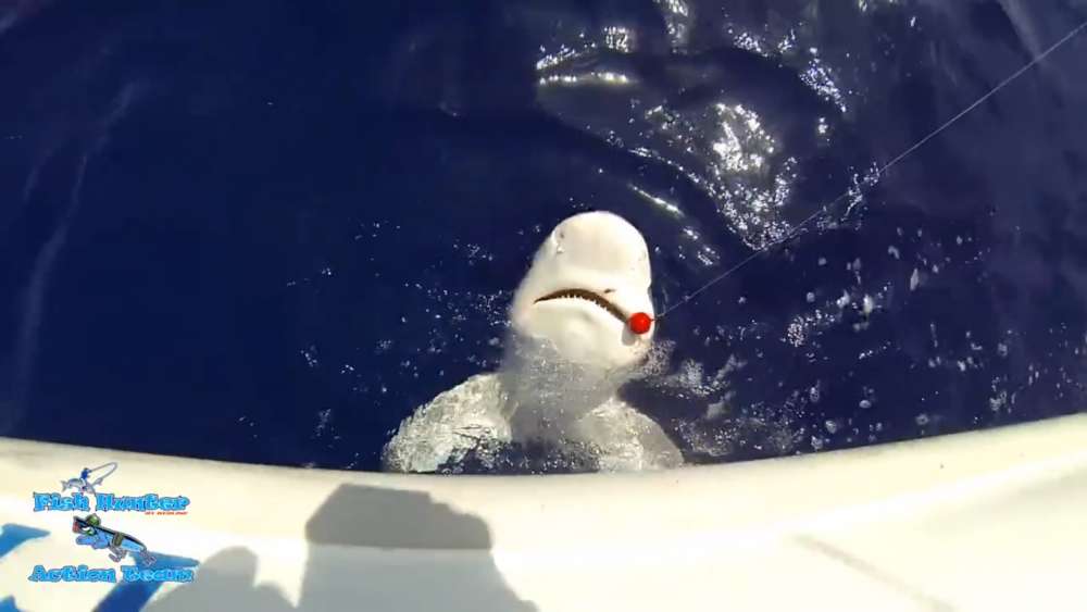 Shark caught off Paphos (video)