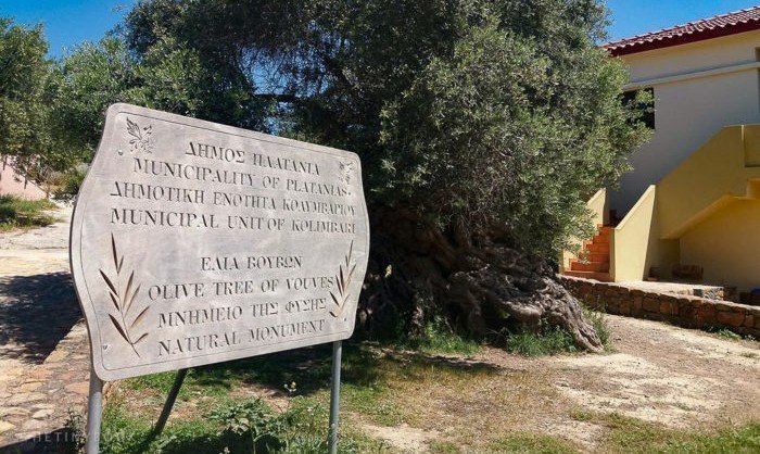 The world’s oldest living olive tree is on Crete