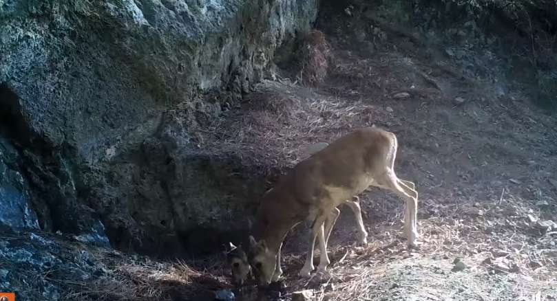 Camera captures mouflon mum and baby drinking water in Paphos forest (video)
