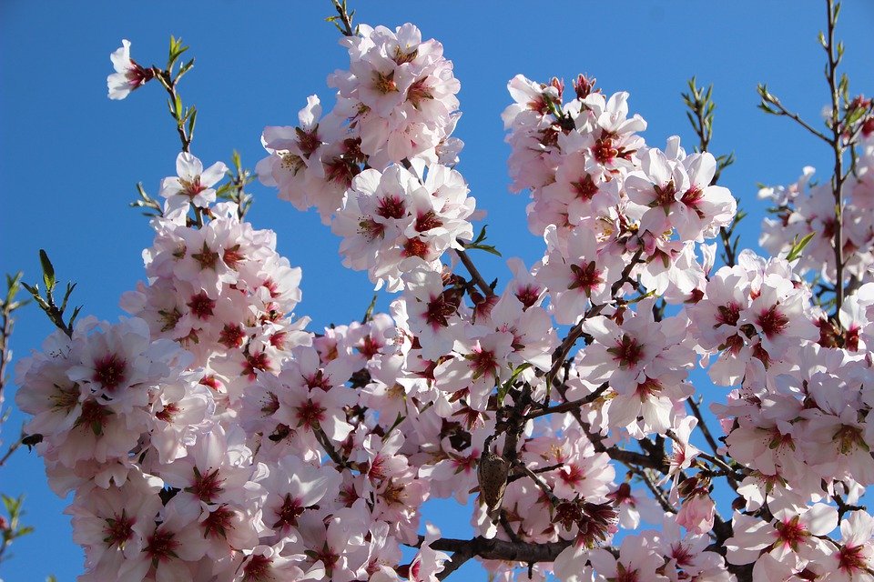 Almond Blossom, Blossom, Bloom, Soft Pink, Bloom