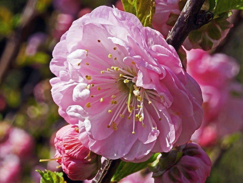 Almond Tree, Single Flower, Bud, Macro, Spring, Flower