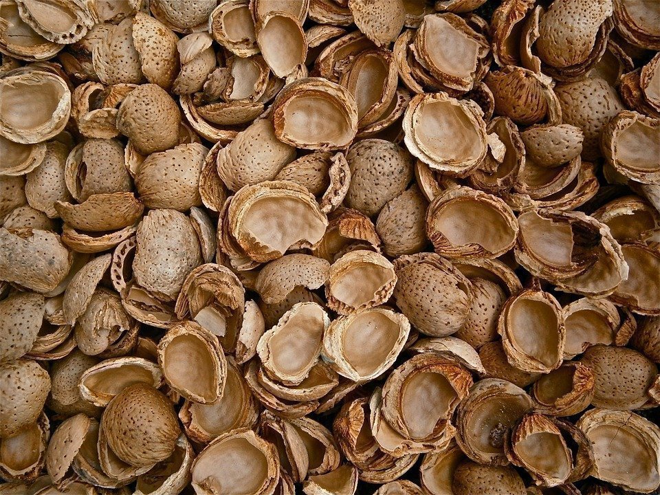 Almonds, Shells, Empty, Cracked, Nature, Texture