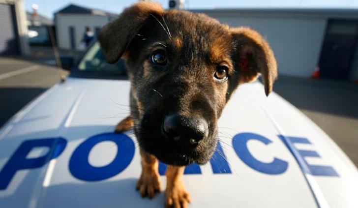 Cabinet approves establishment of animal police unit
