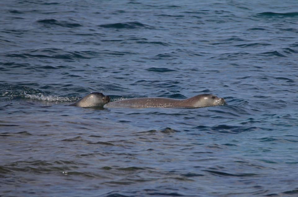 Aphrodite the seal and mum out and about off Akamas (pictures)