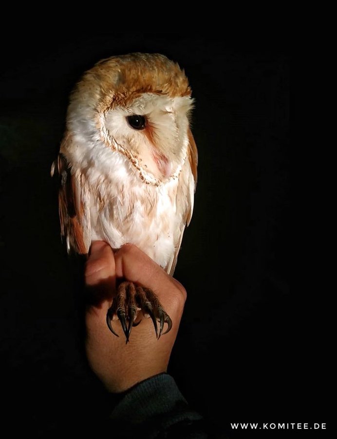 Activists save barn owl from certain death