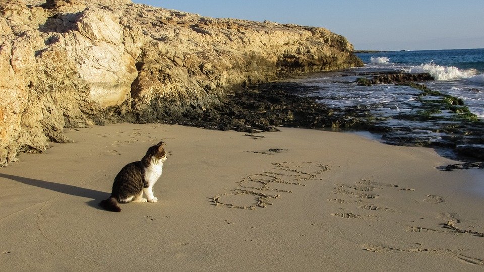 Beach, Cove, Cat, Sea, Sand, Scenery, Cyprus