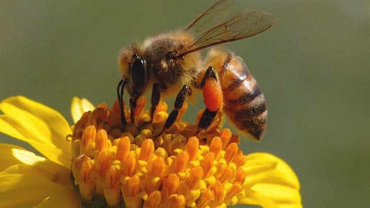 Hundreds of bees reported dead after spraying in Peristerona