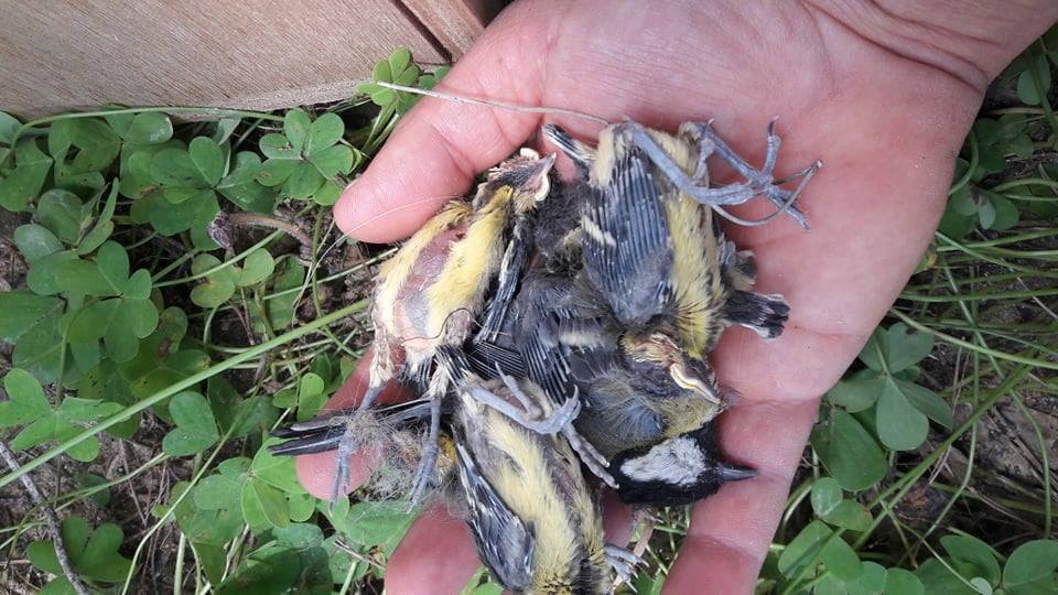 Newly hatched chicks killed