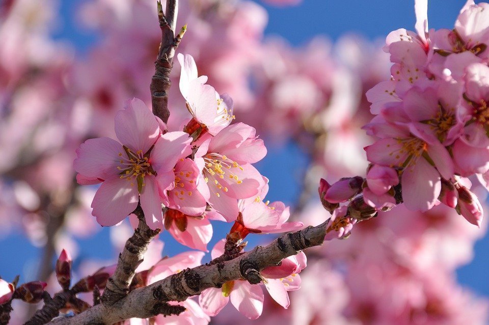 Blooming almond trees attract bees and spectators
