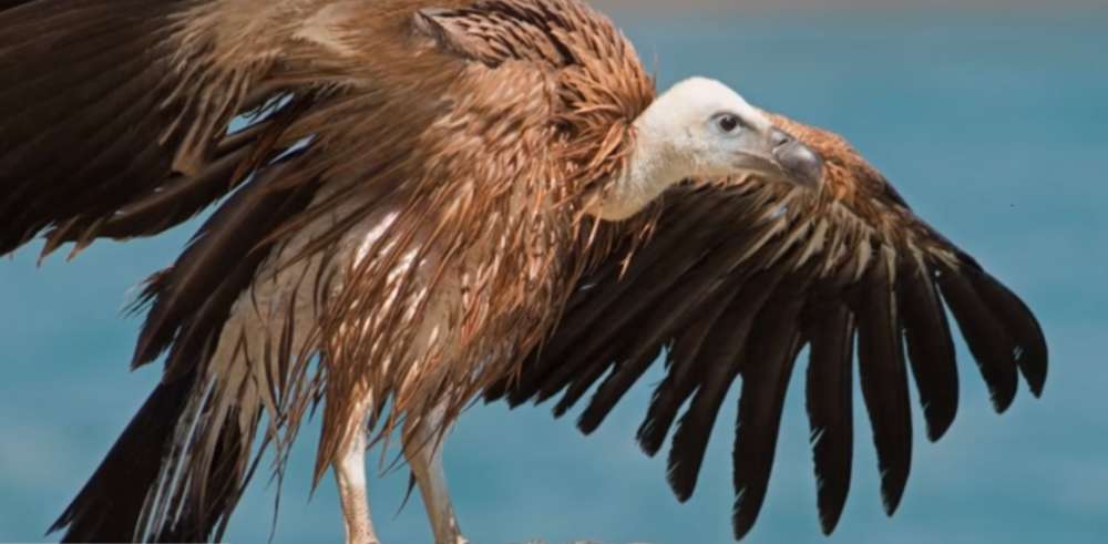 Rescued young Griffon vulture released back into wild (video)