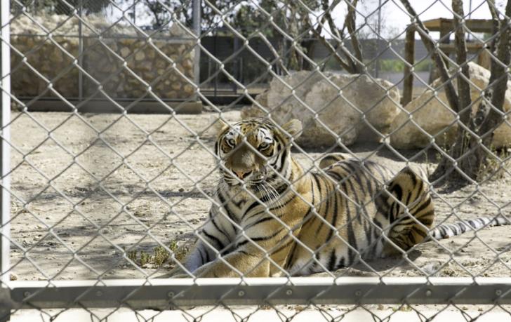 'Melios Zoo' case to be examined by the attorney-general