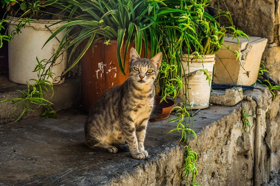 Cat, Stray, Young, Kitten, Animal, Outdoor, Tabby