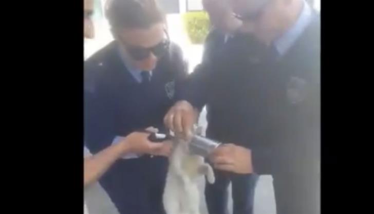 Cat turns to Oroklini police for help (video)