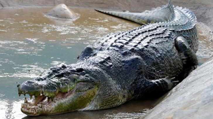 Achna council rejects proposal regarding crocodile park creation