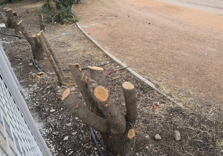 26 cypress trees sacrificed for school fencing (photos)