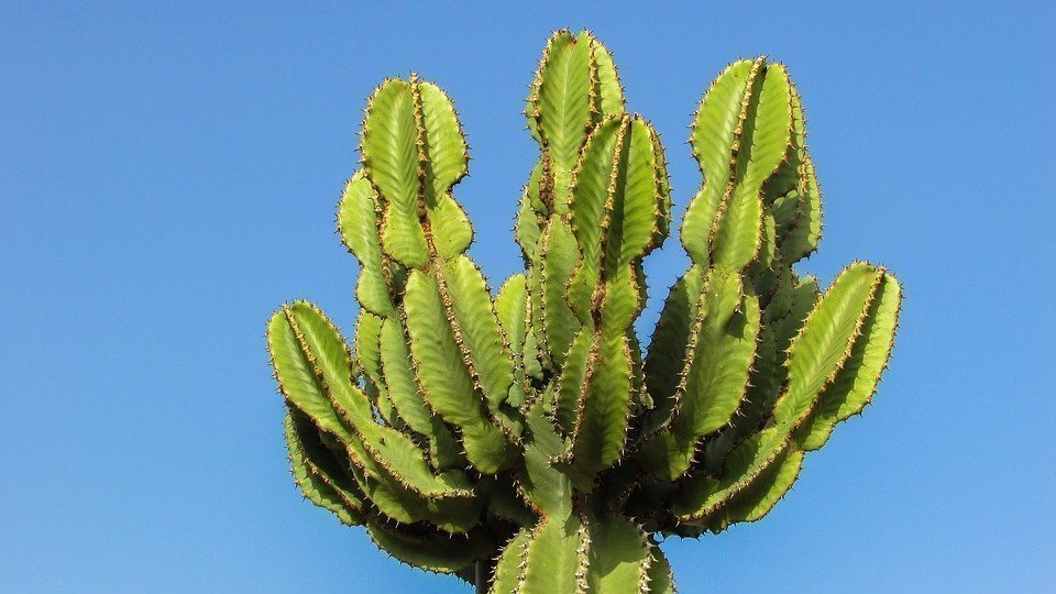 Cyprus, Ayia Napa, Cactus Park, Cactus, Thorns, Plant