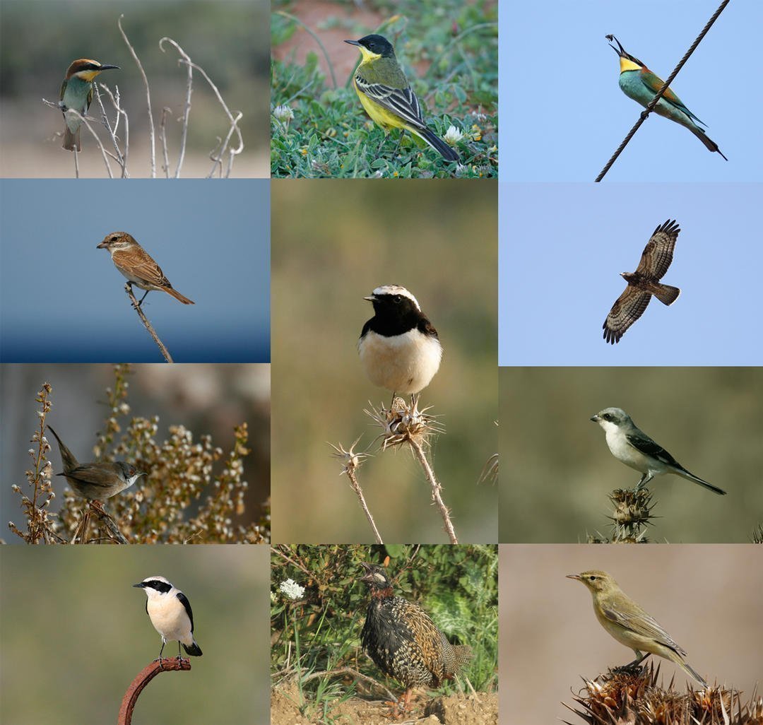 BirdLife Field Meetings 2019
