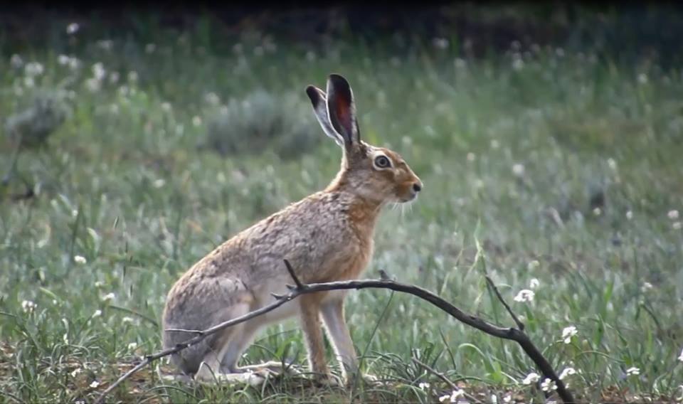 52 permits to breed hares from Game Service
