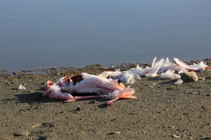 Lead and cold responsible for flamingos' death at Larnaca salt lake