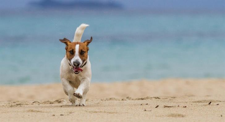 House passes bill ending banning of dogs from beaches