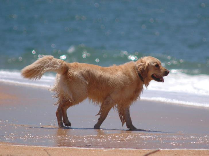 Seven dog beaches in Cyprus this summer