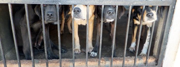 Paphos dog owner arrested on animal welfare charges