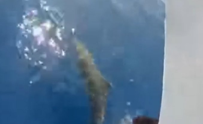 Lone dolphin charms excursionists off Larnaca (video)