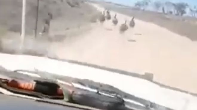 Man who filmed himself deliberately running over emus