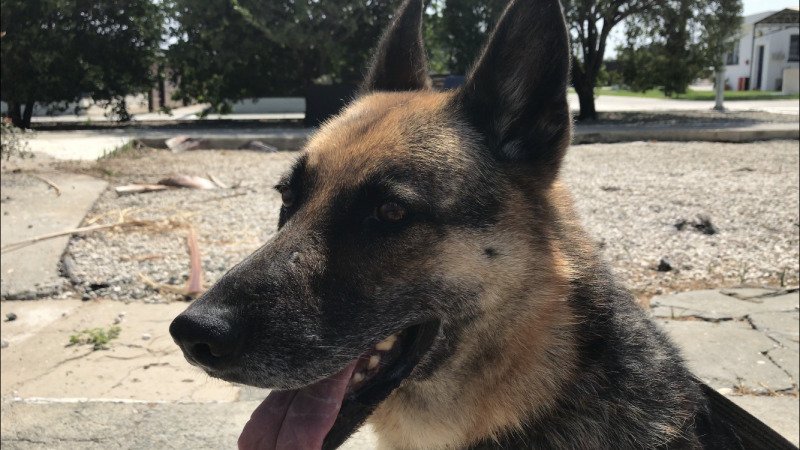 Retired RAF Akrotiri police dogs looking for new homes (video)