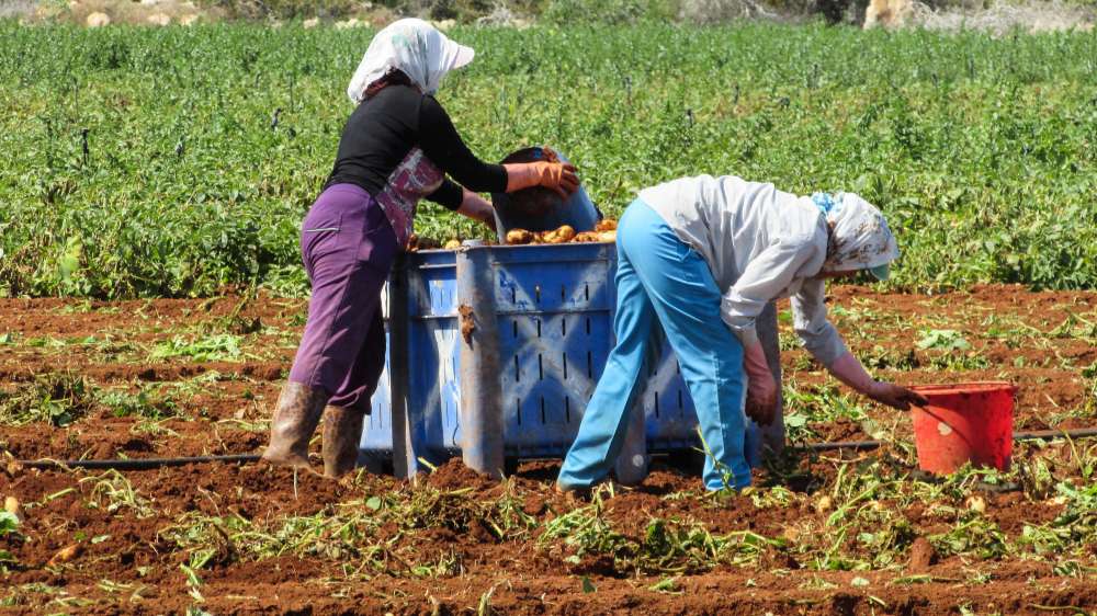 23% of farm managers in Cyprus are women