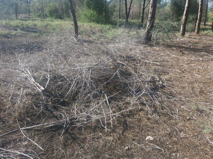 Dry branches at Nicosia's Academy Park a 'fire hazard'